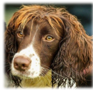 Field Trials Report 2023