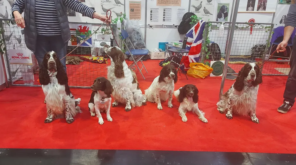 Discover Dogs 2024