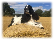 Breed Appreciation Day