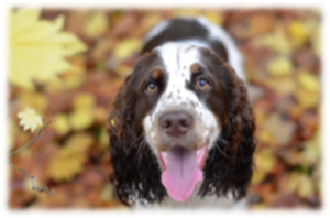 Breed Education Coordinator